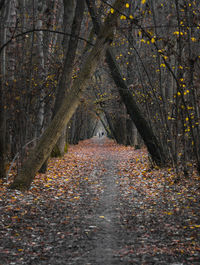 Sunlight falling on road amidst trees during autumn