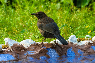 Close-up of bird perching on rock