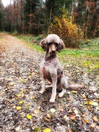 Portrait of a dog on dirt road