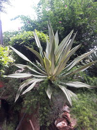 Close-up of flower growing on field