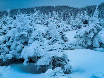 Snow covered land and trees