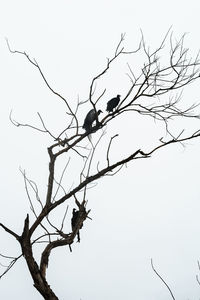 Low angle view of silhouette bare tree against clear sky