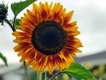 Close-up of sunflower