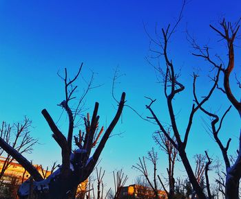 Low angle view of bare trees against blue sky