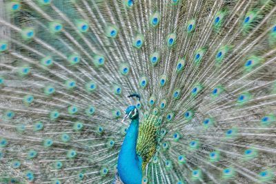 Full frame shot of peacock