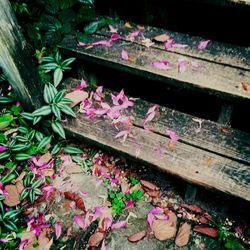 Close-up of pink flowers