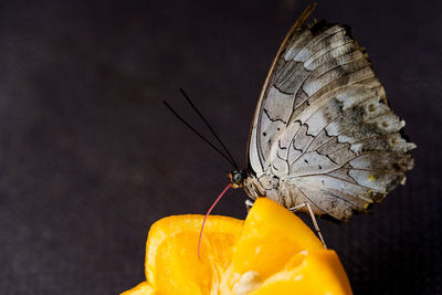 Close-up of butterfly pollinating flower