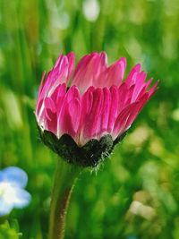 Close-up of pink flower