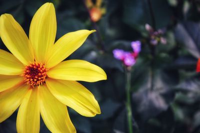 Close-up of yellow flower blooming outdoors