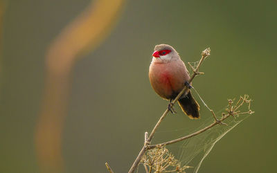 Close-up of bird perching on twig