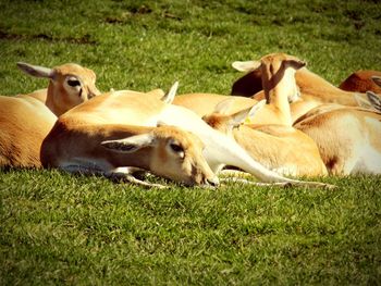 Cow relaxing on field