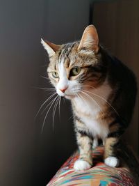 Close-up of a cat looking away at home