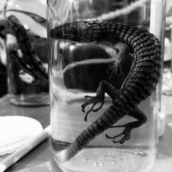 Close-up of turtle in glass jar on table