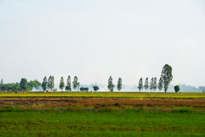 Scenic view of field against clear sky