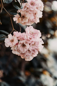 Close-up of pink cherry blossom