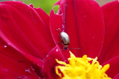 Close-up of red rose flower