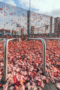 Autumn leaves on building against sky