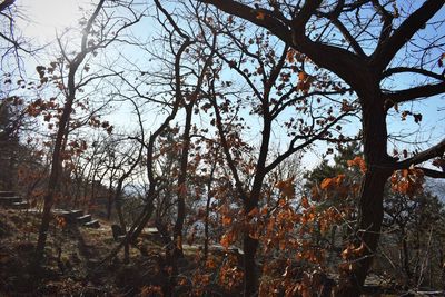 Low angle view of trees in forest against sky