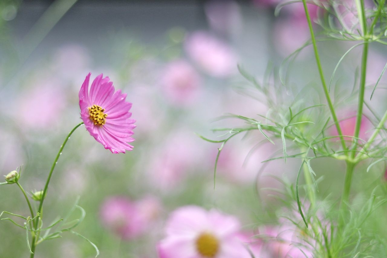 flower, flowering plant, plant, freshness, fragility, beauty in nature, growth, vulnerability, petal, pink color, selective focus, flower head, close-up, nature, inflorescence, no people, cosmos flower, day, outdoors, plant stem, pollen, purple