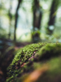 Close-up of moss growing on tree trunk