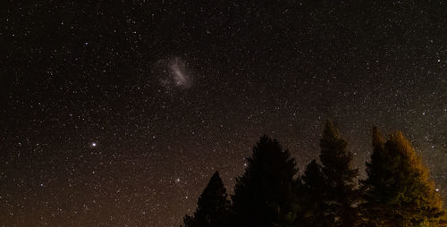 Low angle view of trees against sky at night