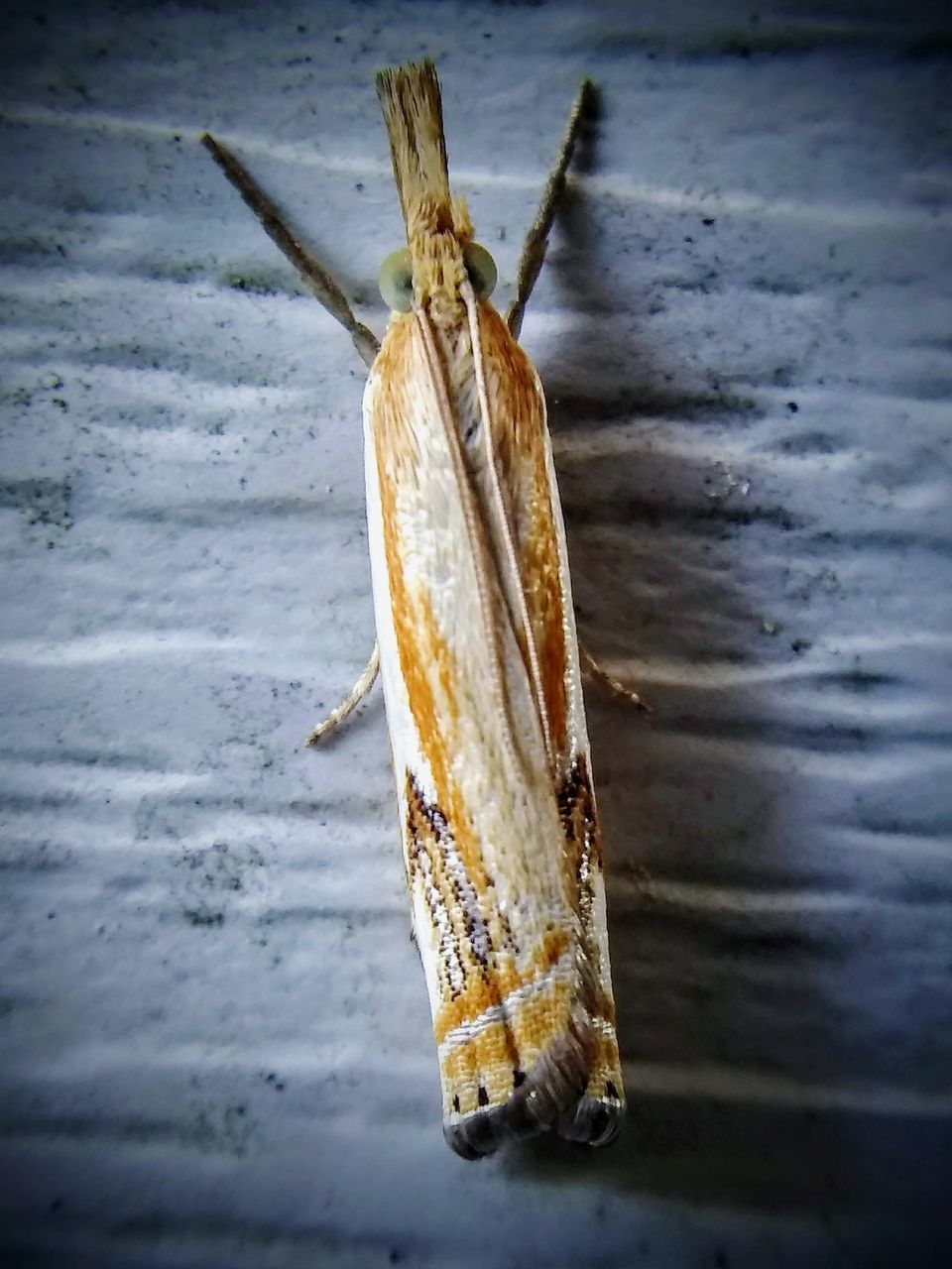 CLOSE-UP OF DEAD FISH HANGING ON WOOD