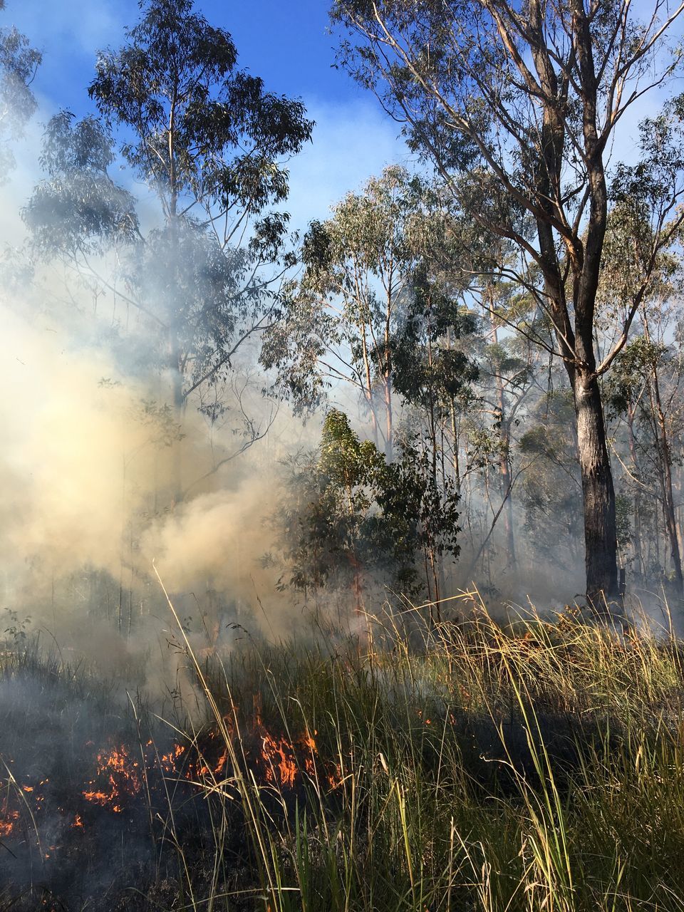 Goodfire Australia Goodfire Burnoff Bushfire Controlled Burn Hazard Reduction Burn Plant Tree Smoke Nature Land Burning Environment Fire Forest Wildfire Forest Fire No People Heat Landscape Grass Beauty In Nature Outdoors Day Sky