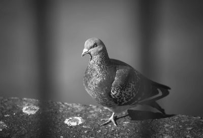 Close-up of bird perching outdoors