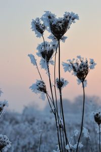 Close-up of wilted flower plant against sky