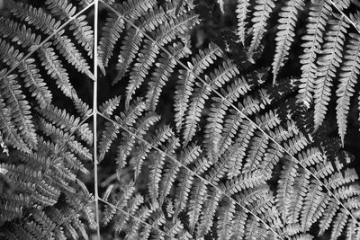 Close-up of fern leaves in black and white