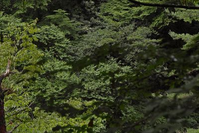 High angle view of trees in forest