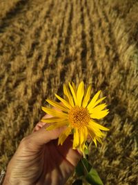 Close-up of hand holding yellow flower in field