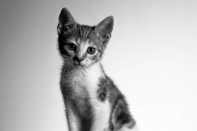 Close-up portrait of cat against white background