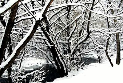 Bare trees in snow covered landscape