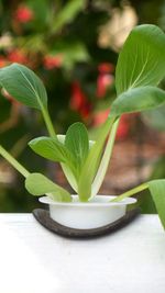 Close-up of fresh green leaves on table