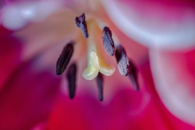 Close-up of flower