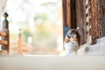 Cat stretching in front of wooden house