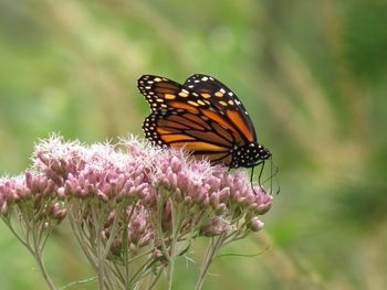 Close-up of butterfly pollinating on pink flower