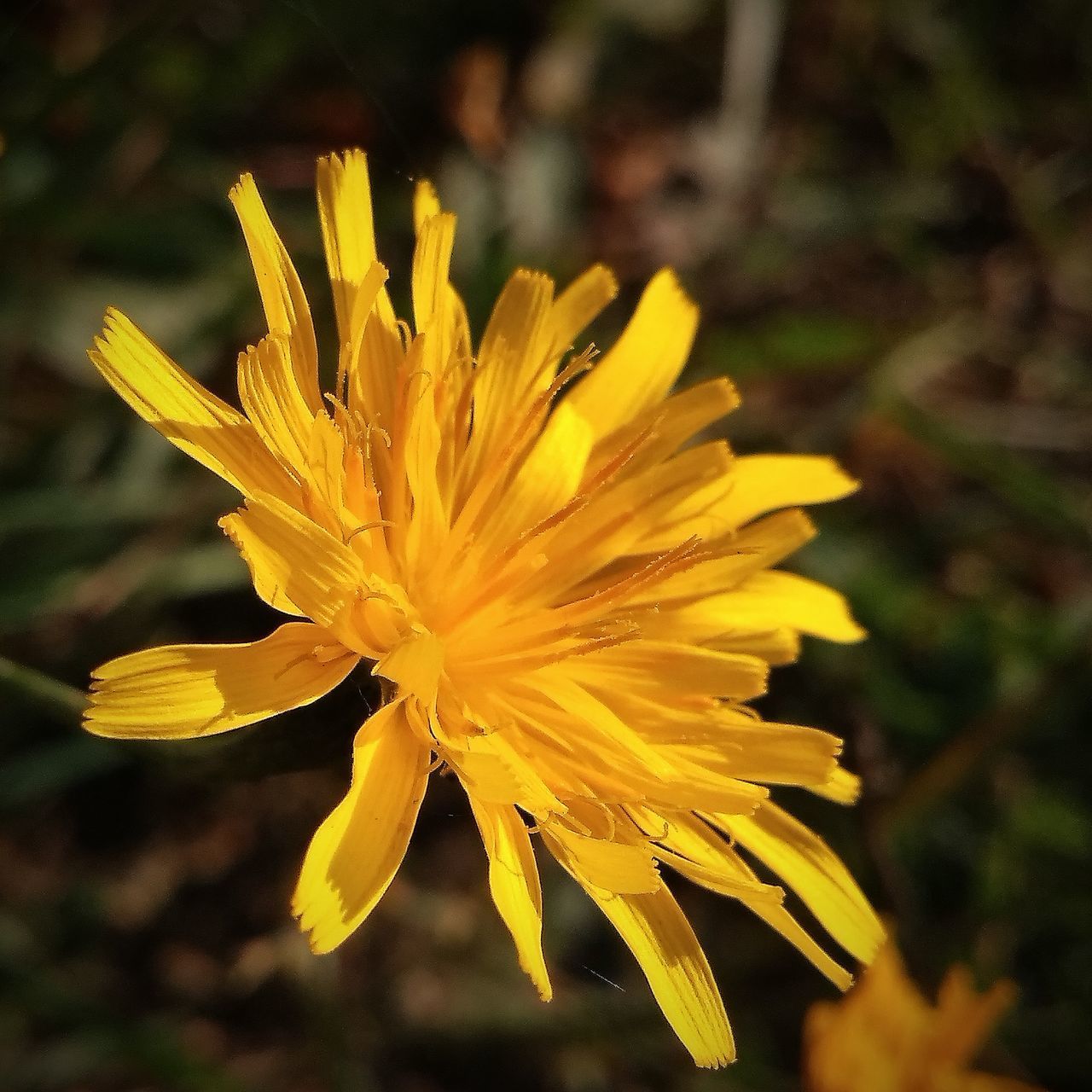 CLOSE-UP OF YELLOW FLOWER ON PLANT