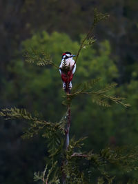Close-up of bird perching on plant