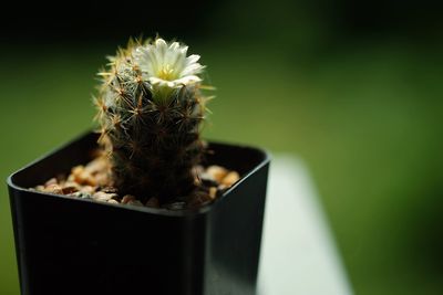 Close-up of potted plant