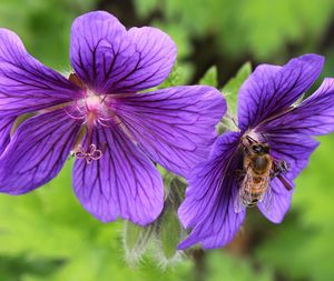 Close-up of bee on purple flower