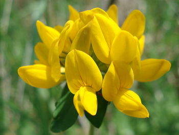 Close-up of yellow flowering plant