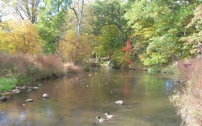 Ducks in lake