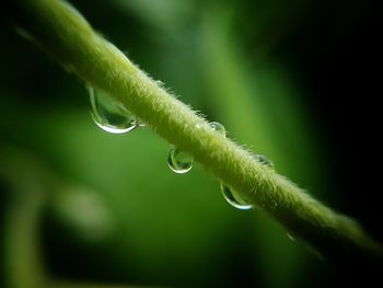 Close-up of fern