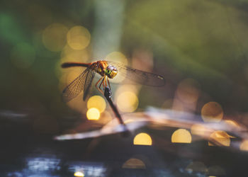 Close-up of dragonfly on plant