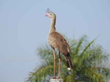 Low angle view of bird perching on a tree