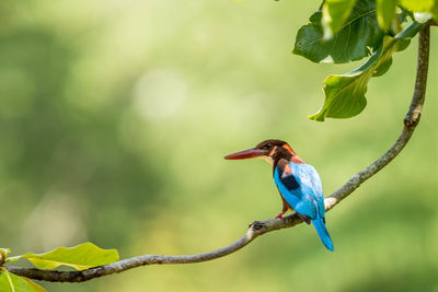 Kingfisher with beautiful bookeh effect in the background.