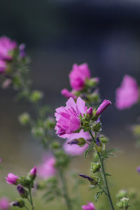 Close-up of pink flowering plant