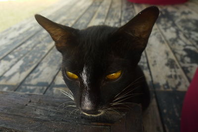 Close-up portrait of cat